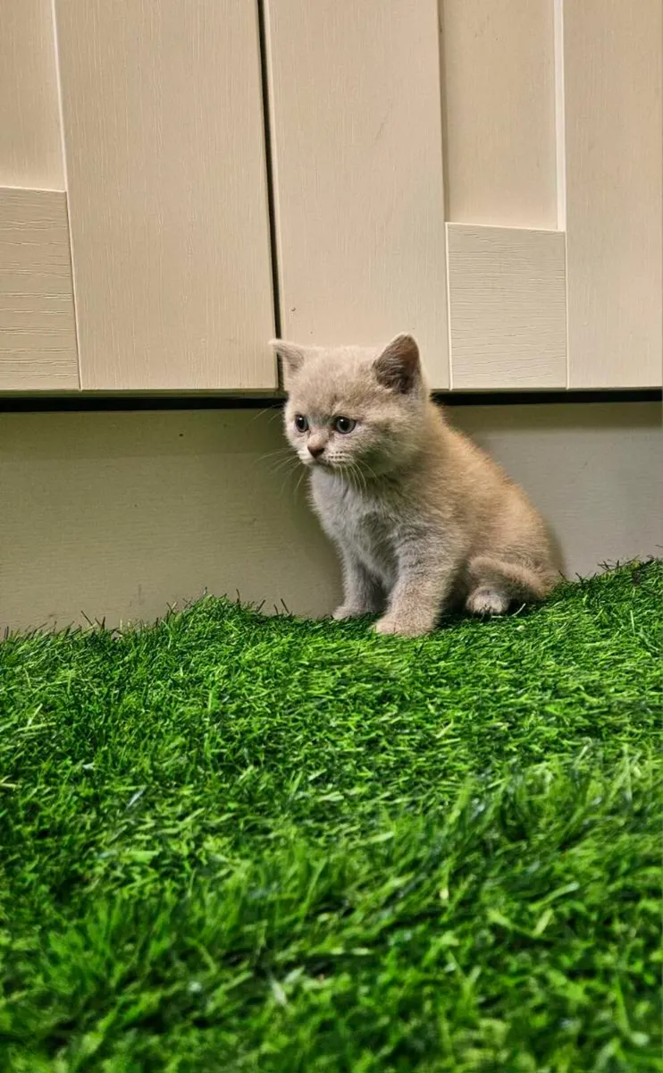 British Shorthair kittens - Image 1