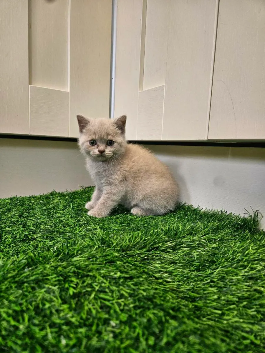 British Shorthair kittens - Image 2