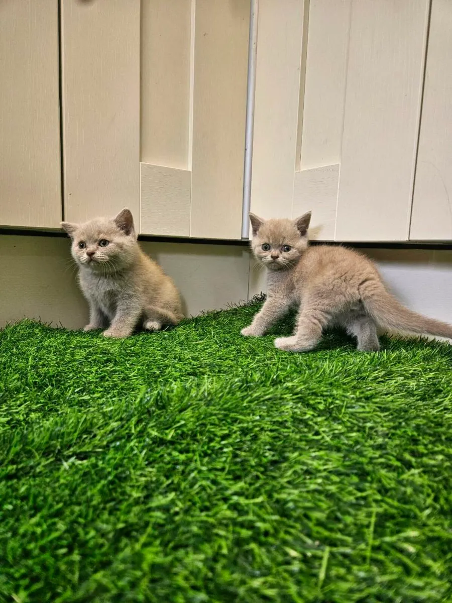 British Shorthair kittens - Image 3