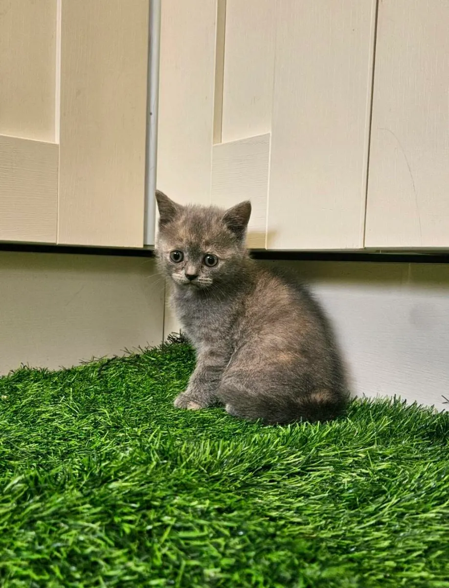 British Shorthair kittens - Image 4