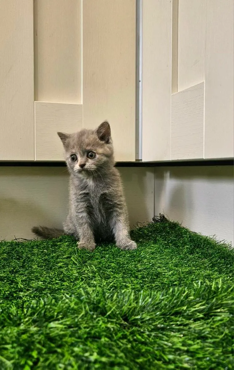 Purebred British Shorthair kittens - Image 3