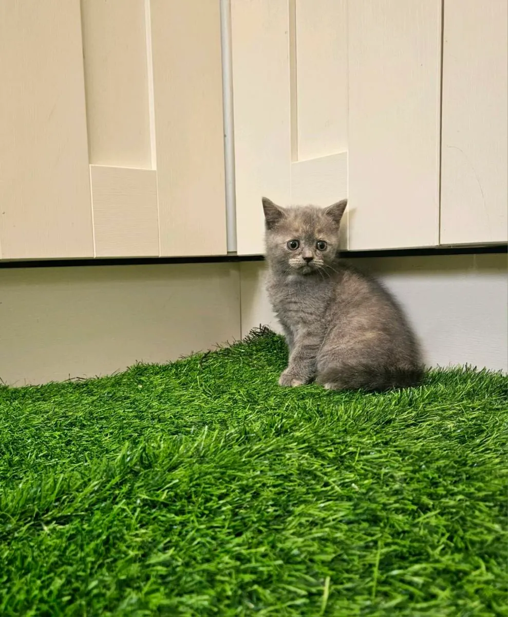 Purebred British Shorthair kittens - Image 4