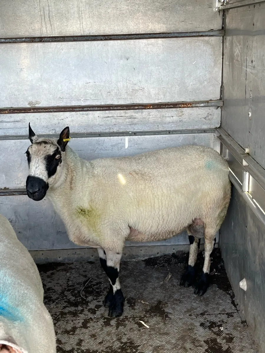 Kerry hill ram - Image 1