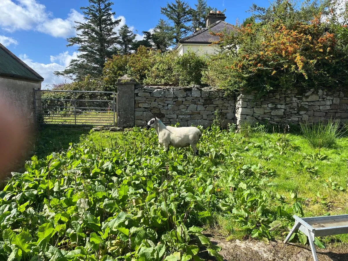 Kerry hill ram - Image 3