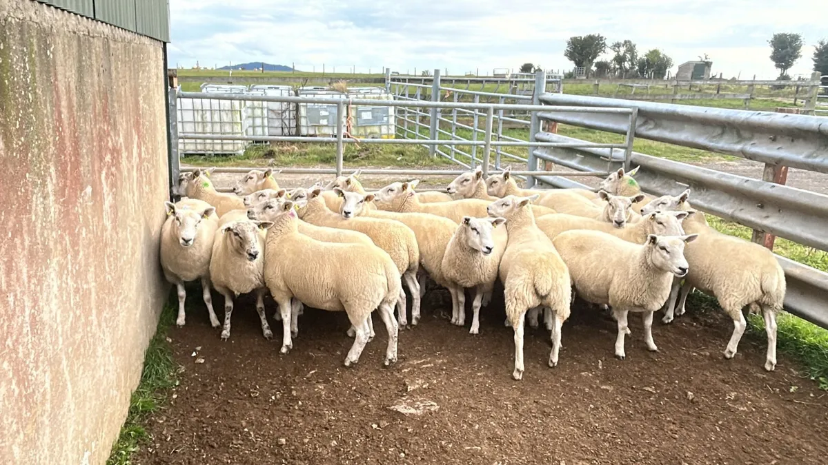 20 Texel cross  hoggets  for  sale - Image 1