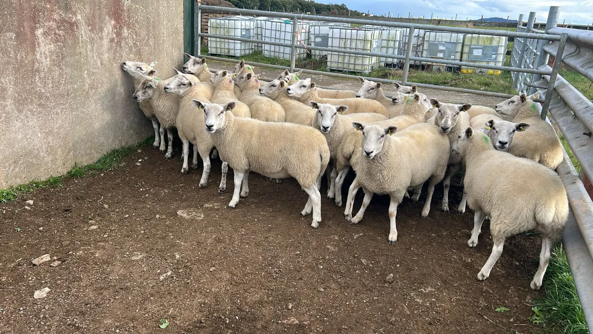 20 Texel cross  hoggets  for  sale - Image 4
