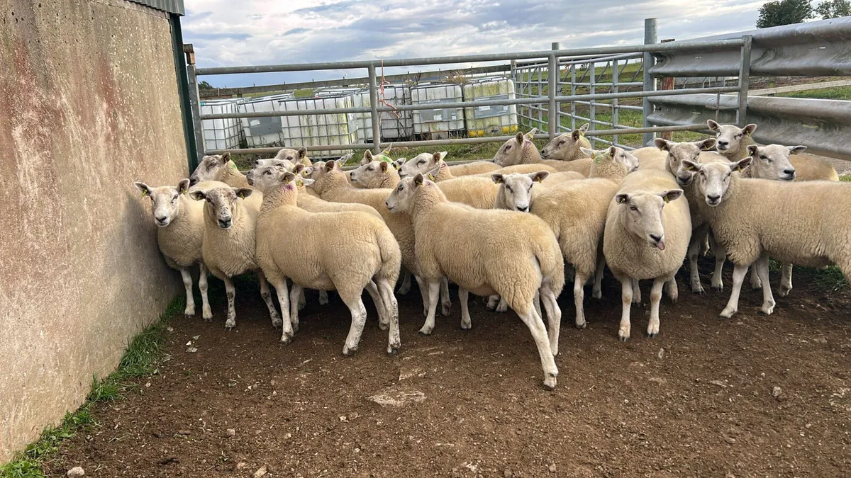 20 Texel cross  hoggets  for  sale - Image 2