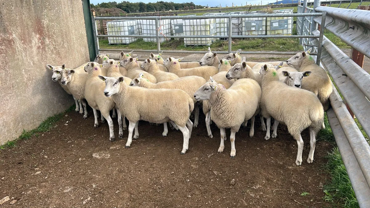 20 Texel cross  hoggets  for  sale - Image 3