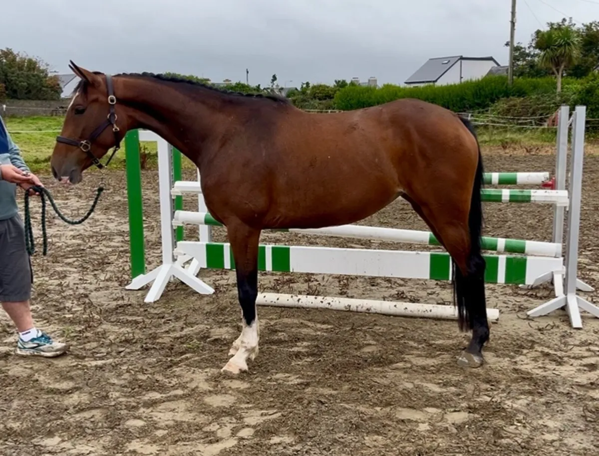 KMS ROONEY 3YO FILLY