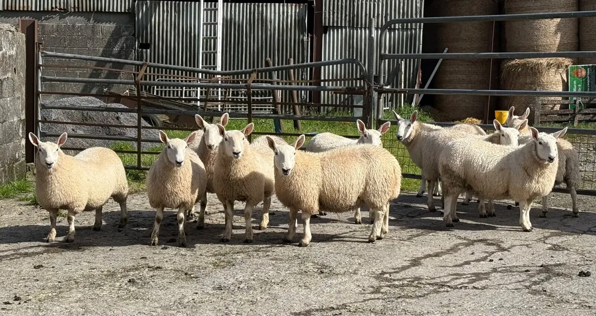 North country Cheviot ewe lambs - Image 1