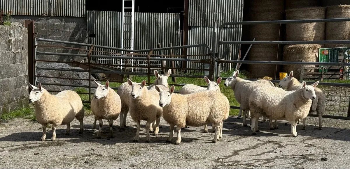 North country Cheviot ewe lambs - Image 2