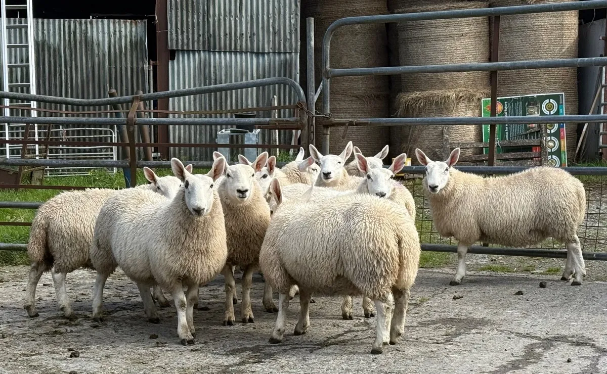 North country Cheviot ewe lambs - Image 3