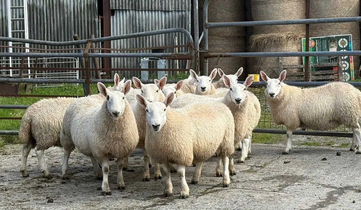North country Cheviot ewe lambs - Image 4