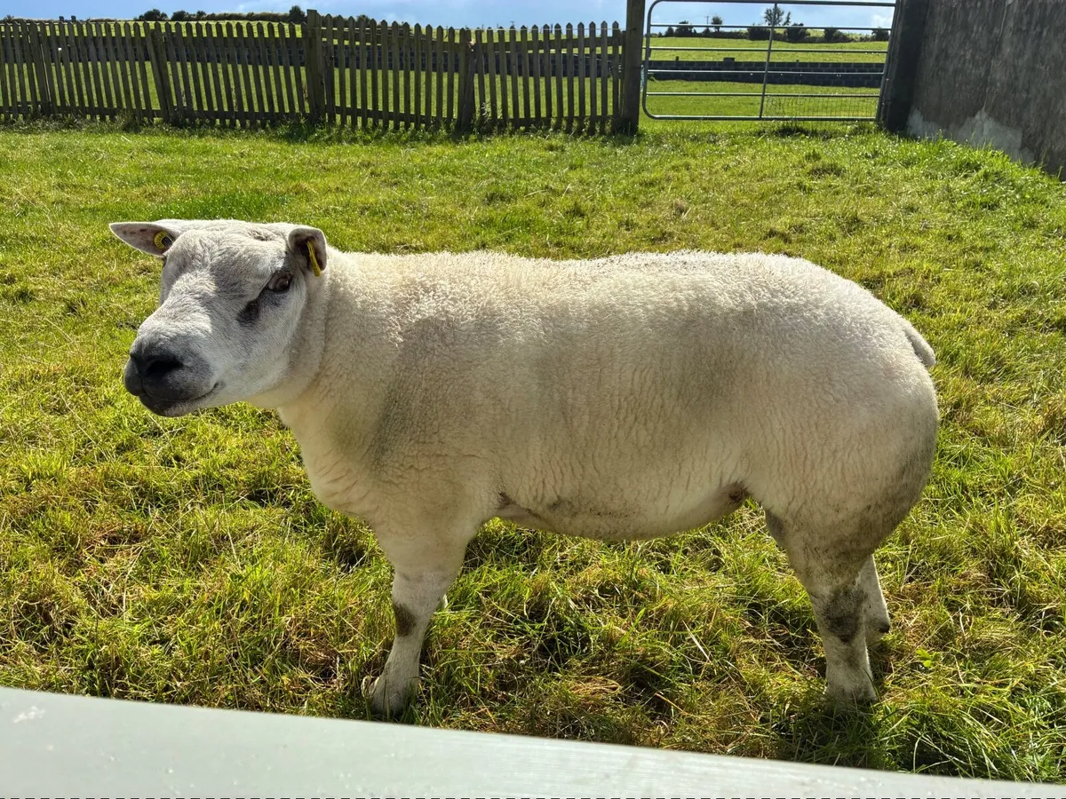 Purebred Beltex| Hogget Ram - Image 1