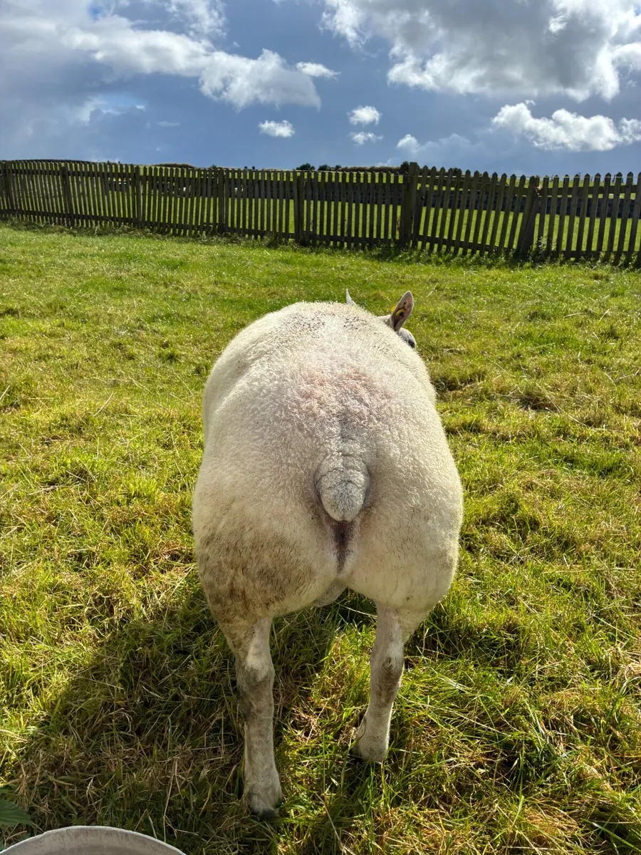 Purebred Beltex| Hogget Ram - Image 3