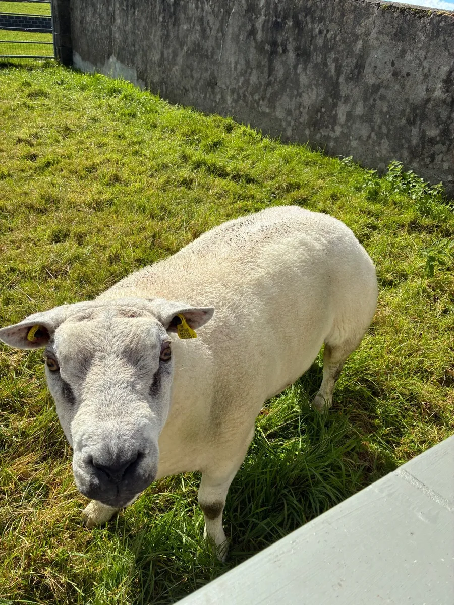Purebred Beltex| Hogget Ram - Image 4