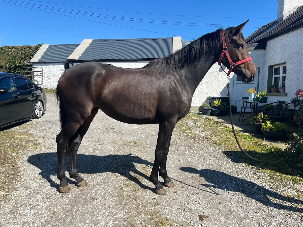 15.2 3yo ISH mare - Image 2