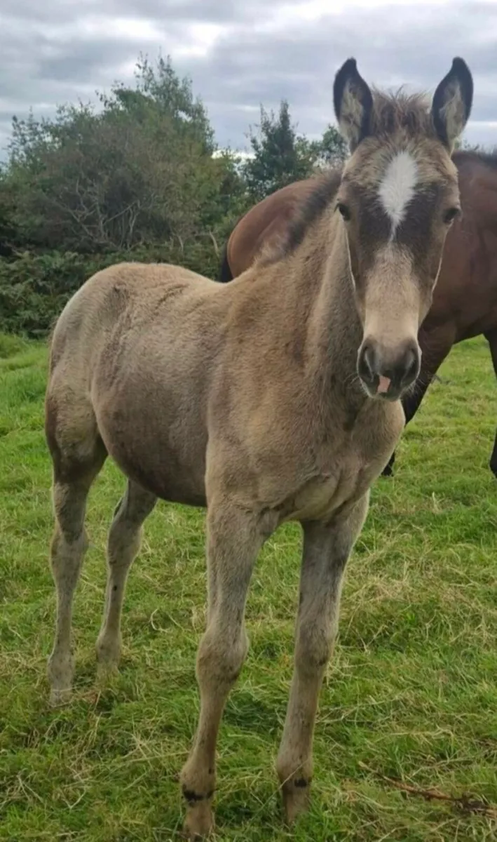 Dun foal