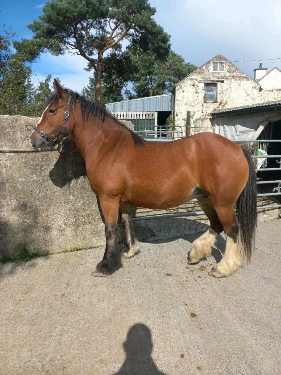 Bay Cob Mare 5yo - 14.1hh - Image 1