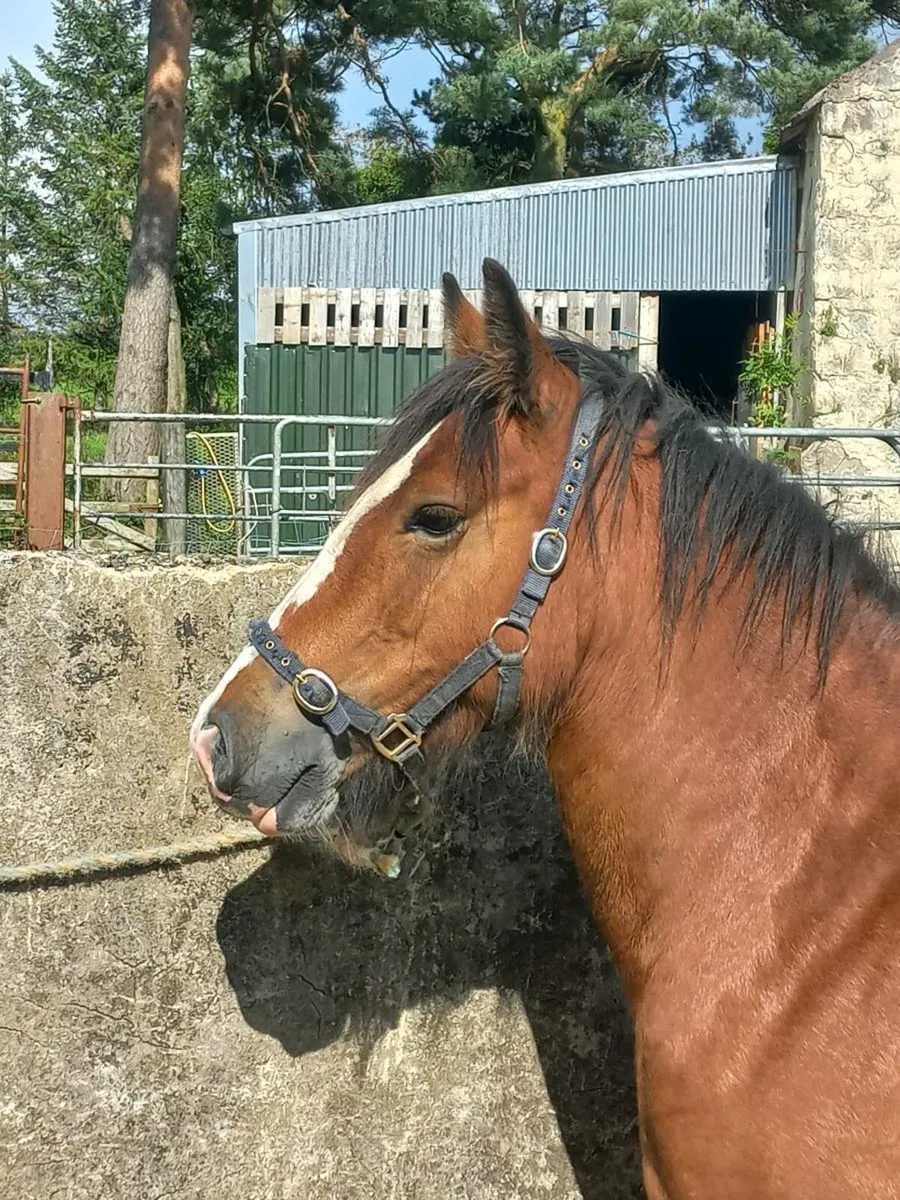 Bay Cob Mare 5yo - 14.1hh - Image 2
