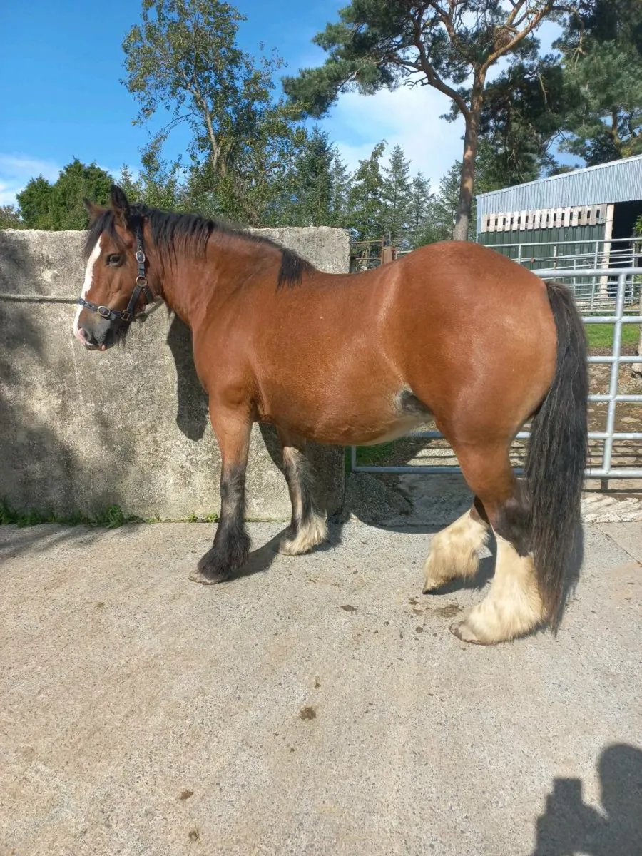 Bay Cob Mare 5yo - 14.1hh - Image 3