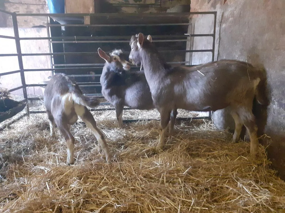 Pedigree Toggenburg Male Goats - Image 1