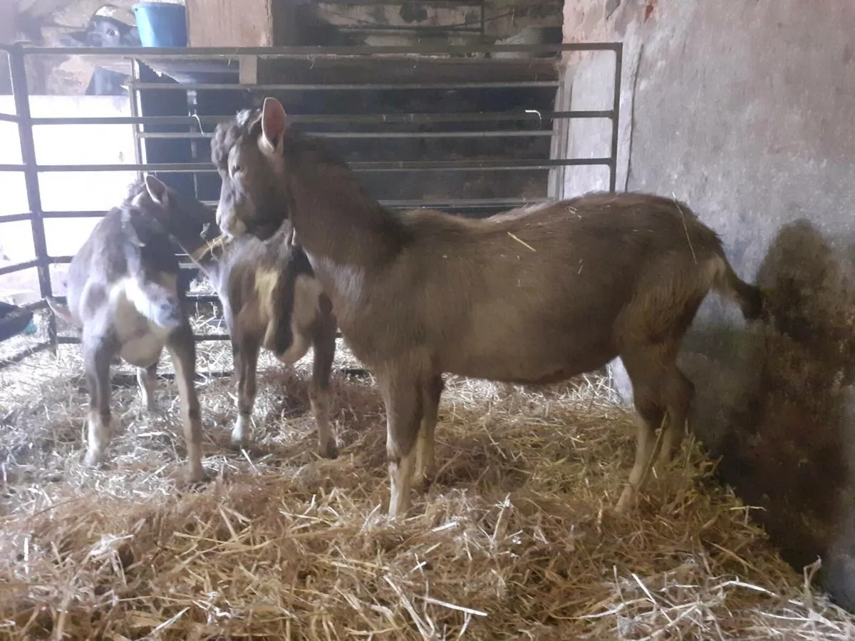 Pedigree Toggenburg Male Goats - Image 2