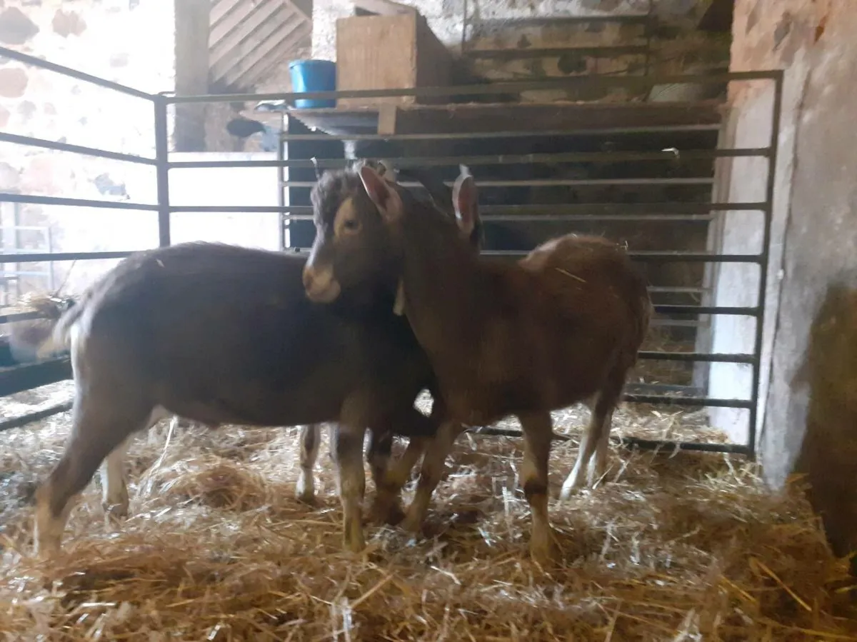 Pedigree Toggenburg Male Goats - Image 3