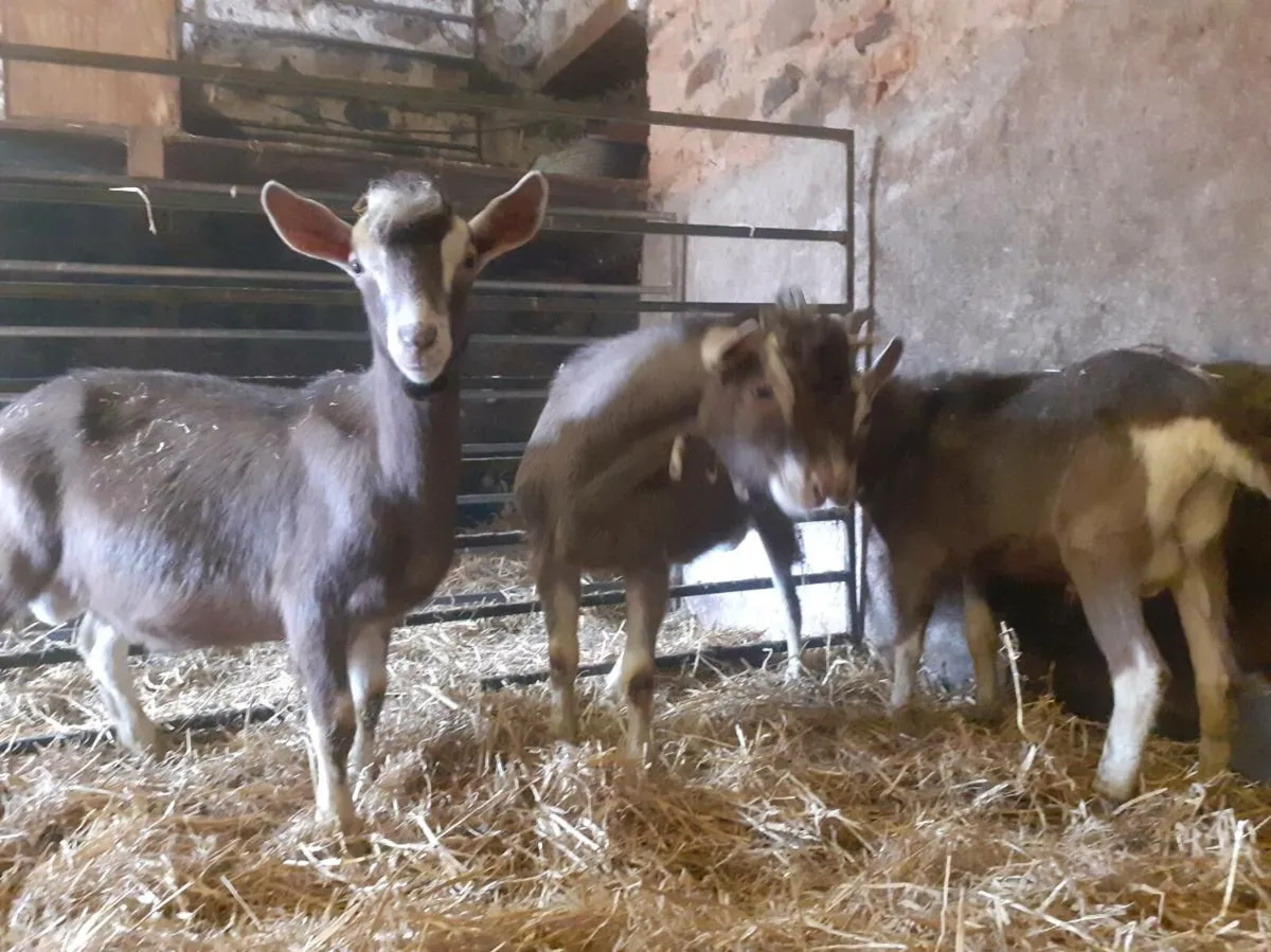 Pedigree Toggenburg Male Goats - Image 4