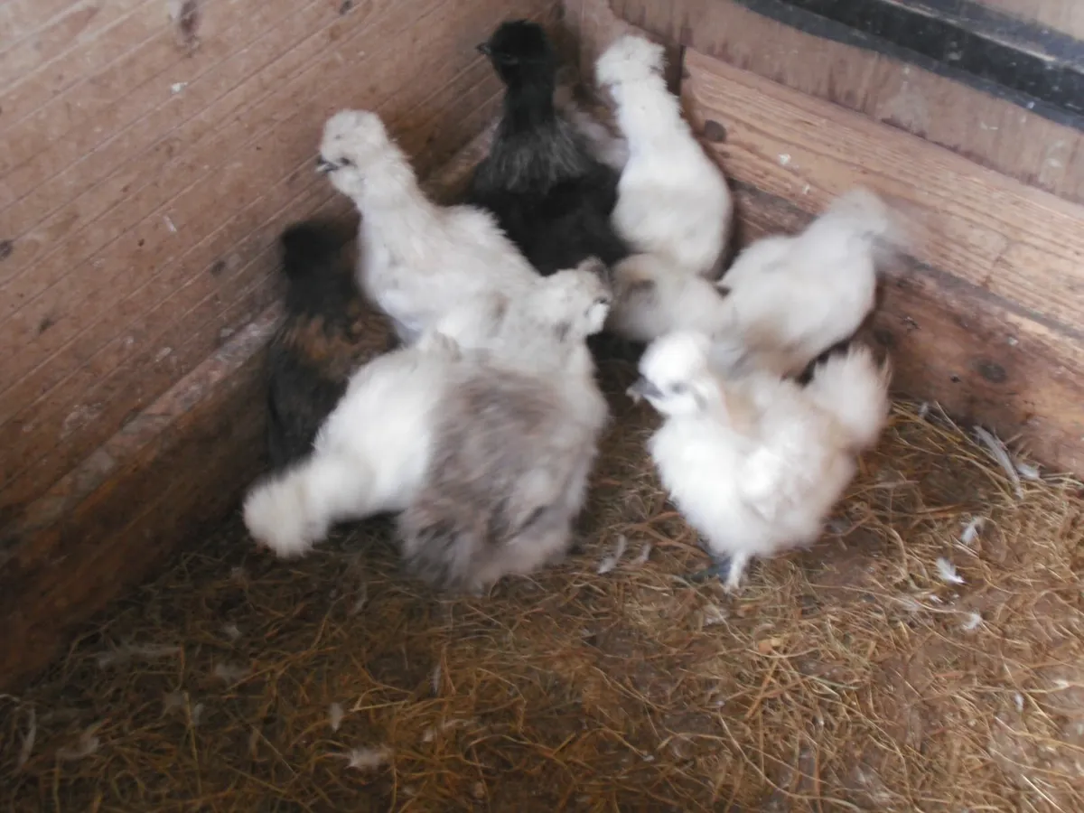 Silkies - Image 1