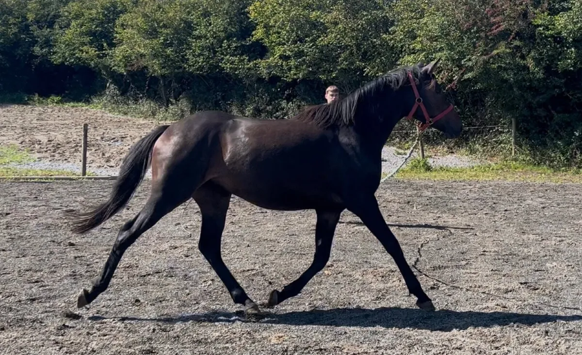 15.2 3yo ISH mare - Image 3