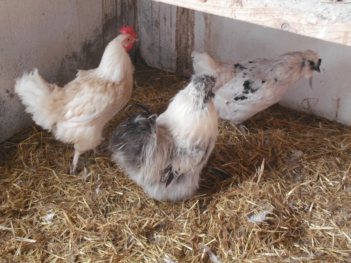 Silkies - Image 2