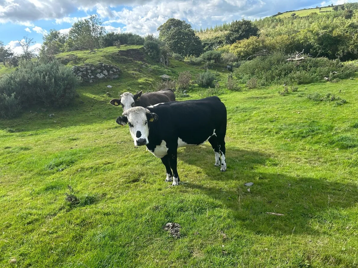 Hereford bulling heifers - Image 1