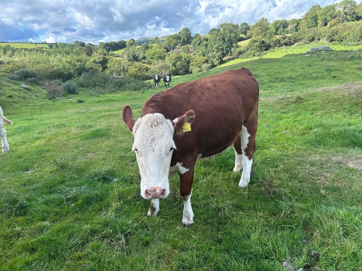 Hereford bulling heifers - Image 4