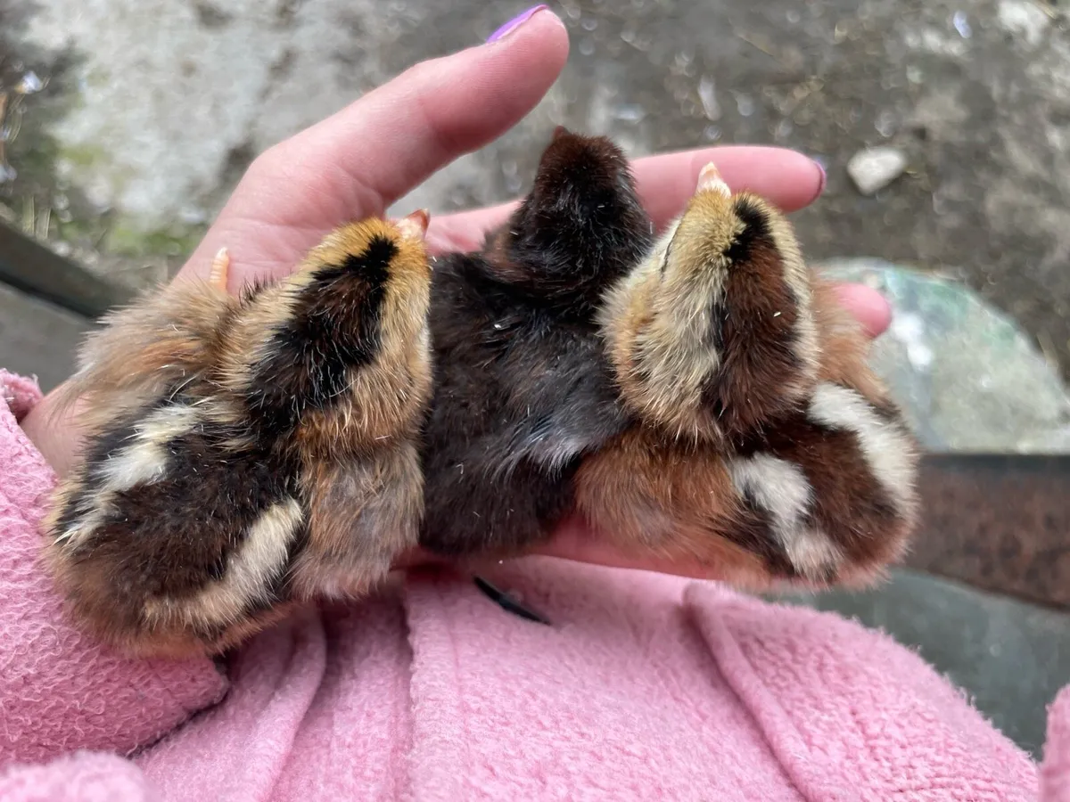 Day old chicks - Image 1