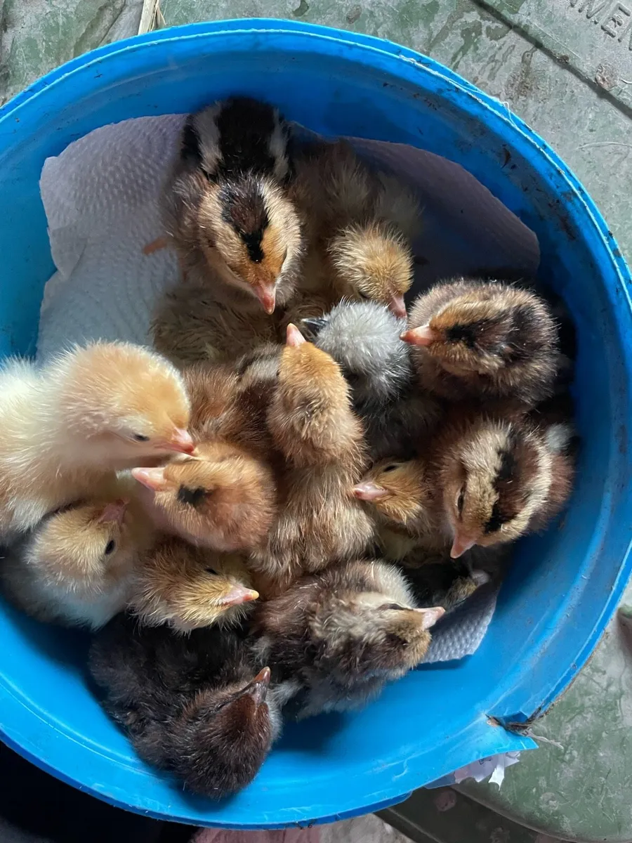 Day old chicks - Image 2