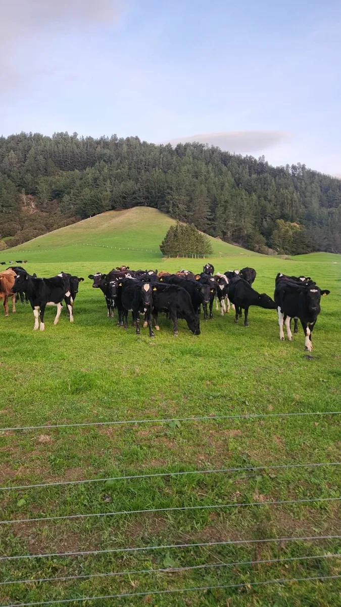 Experienced Relief milker available