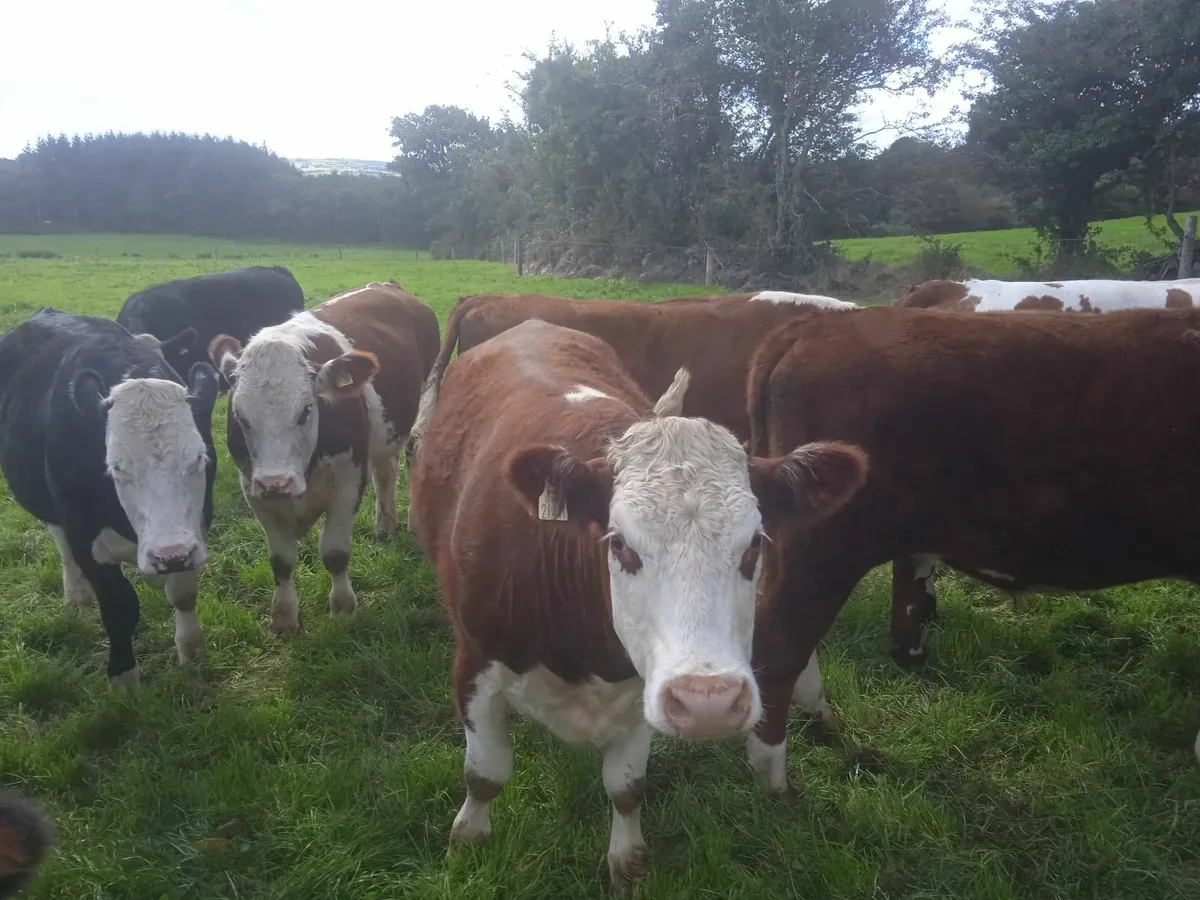 Cattle - Image 1