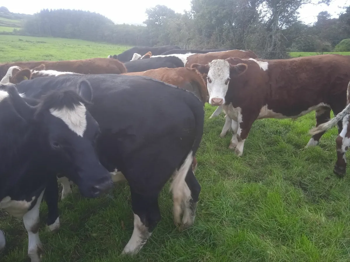 Cattle - Image 2