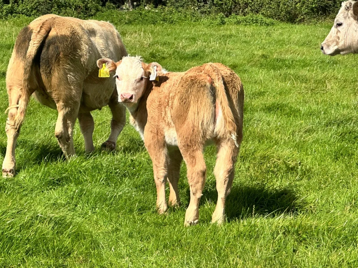 Cow & Calf - Image 2