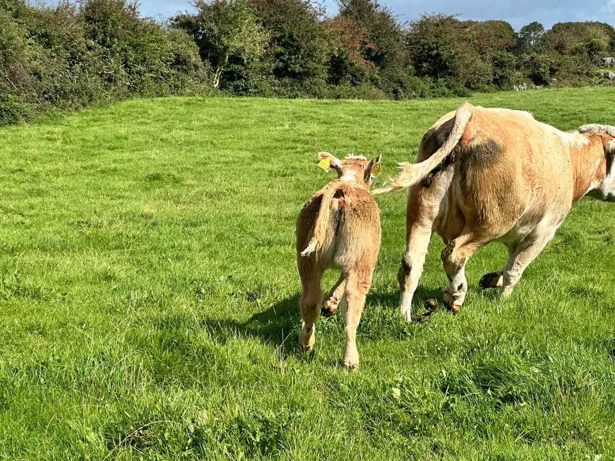 Cow & Calf - Image 3