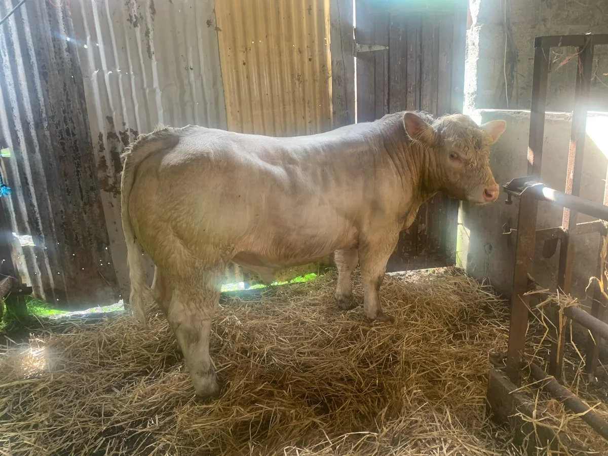 5 star Charolais bull ⭐️ - Image 1