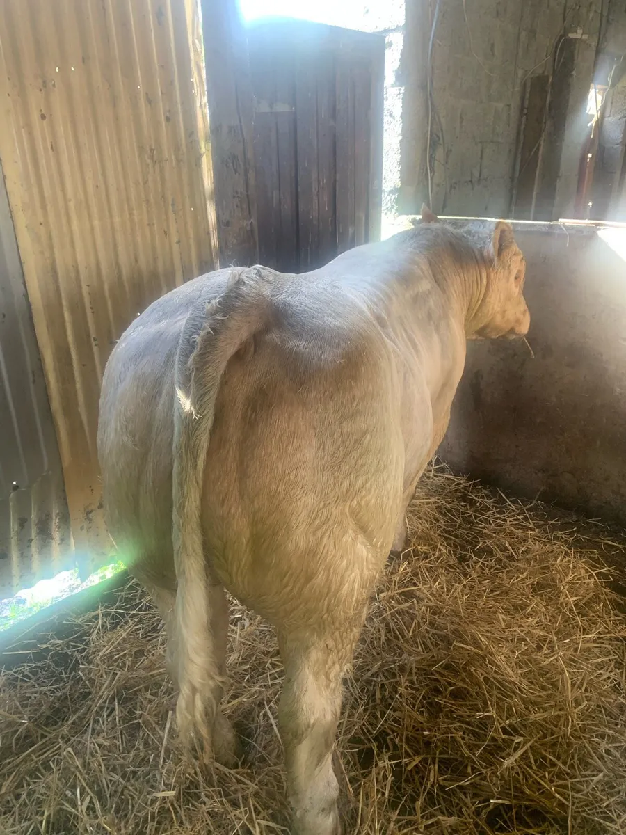 5 star Charolais bull ⭐️ - Image 2