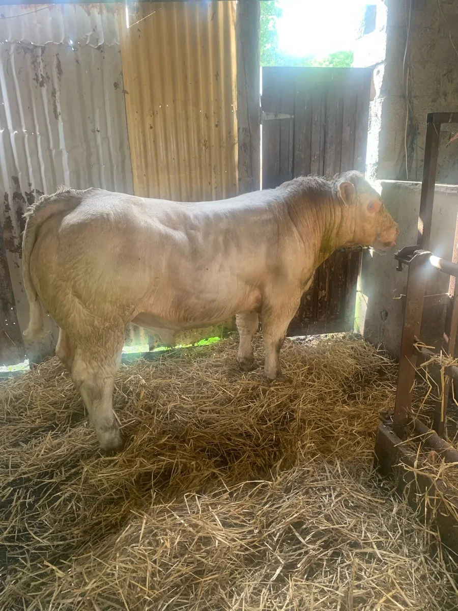 5 star Charolais bull ⭐️ - Image 4