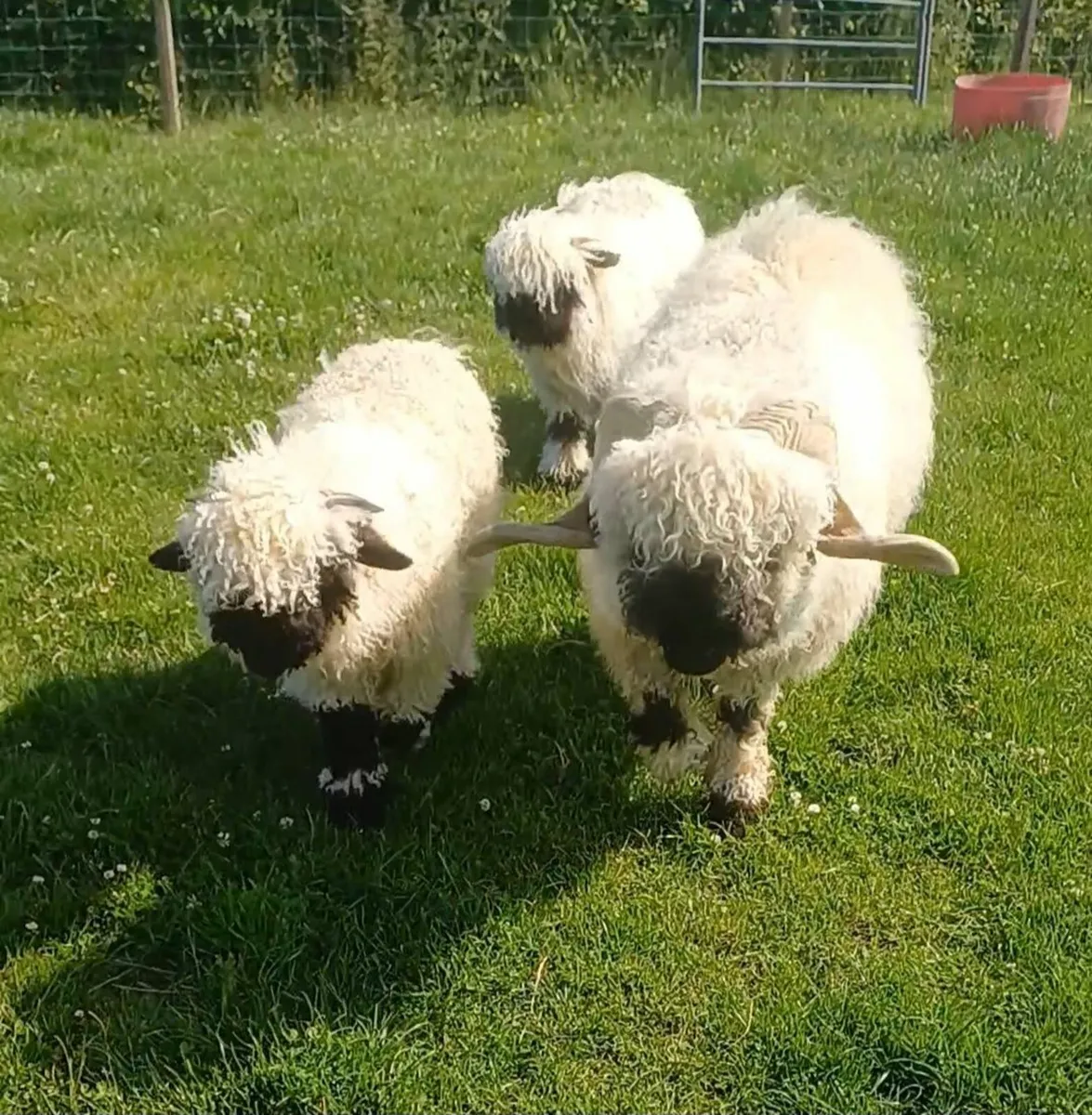 Valais blacknose