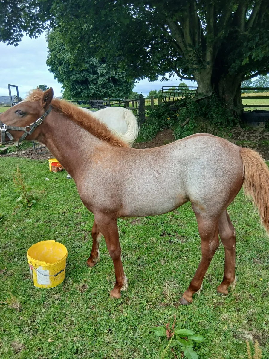 Con filly foal - Image 1