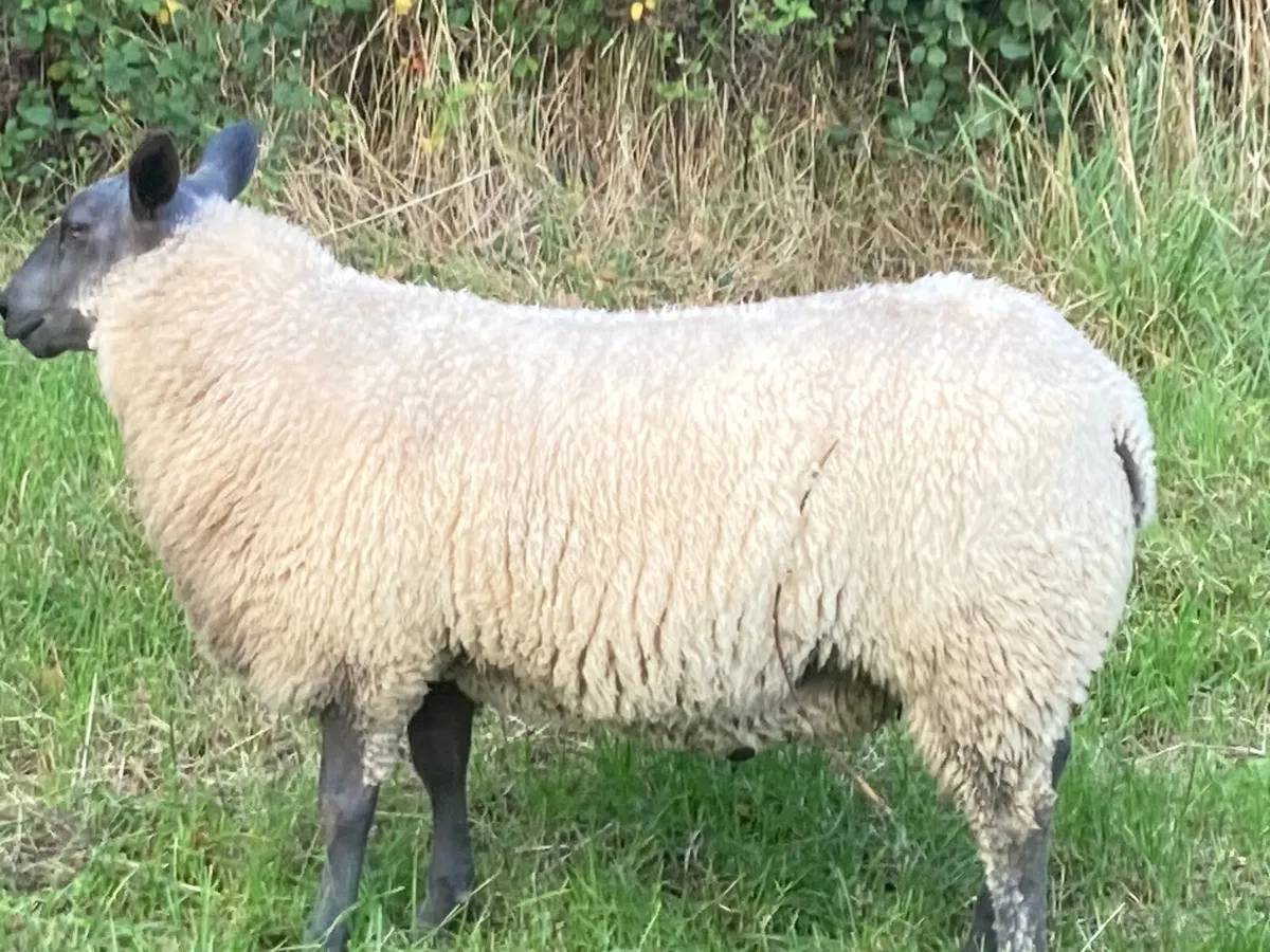 Super Bleu du Maine ram Ram lamb - Image 1