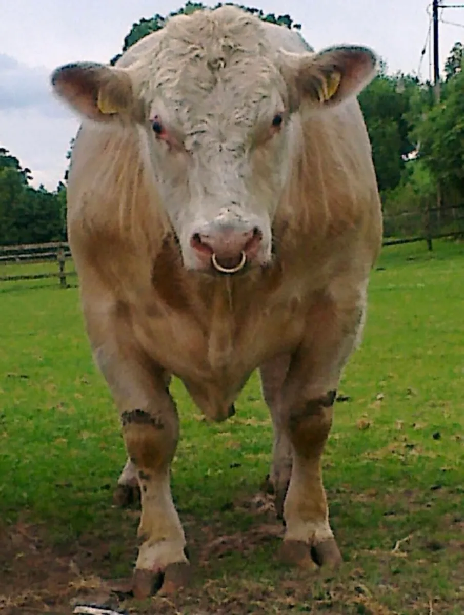 Shannonside Shorthorn Breeders Club Sale - Image 1