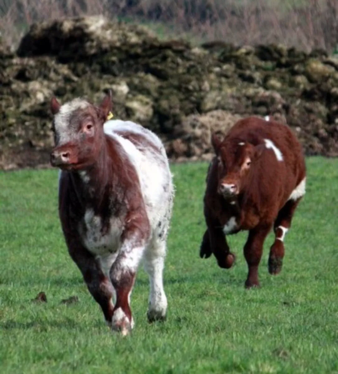 Shannonside Shorthorn Breeders Club Sale - Image 2