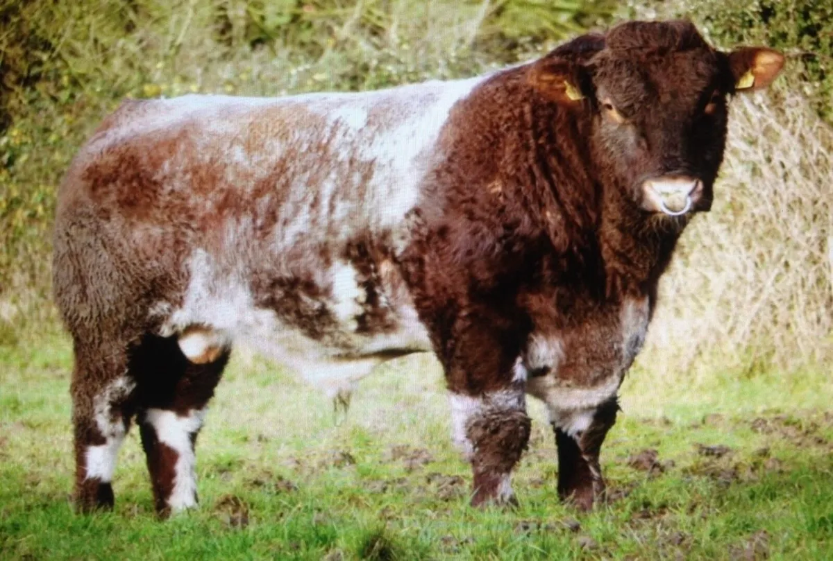 Shannonside Shorthorn Breeders Club Sale - Image 3